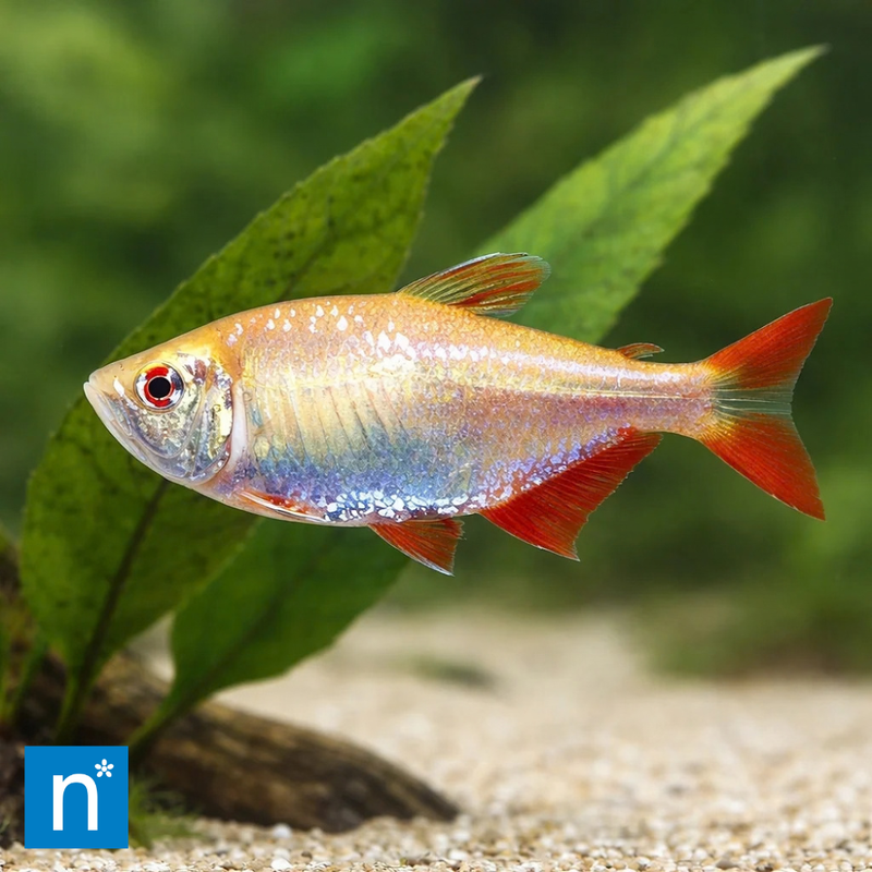 Buenos Aires Tetra | Hyphessobrycon anisitsi
