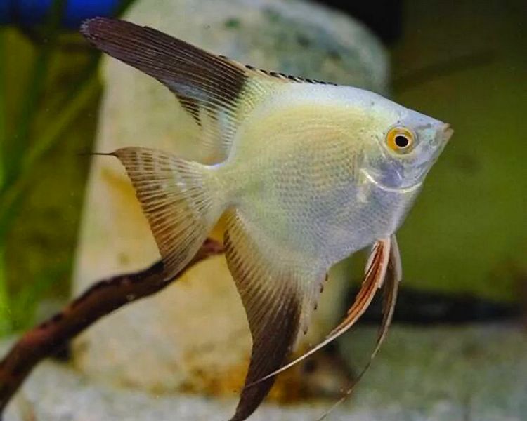 Bulgarian Seal Points Angelfish | Pterophyllum Scalare 4-5cm