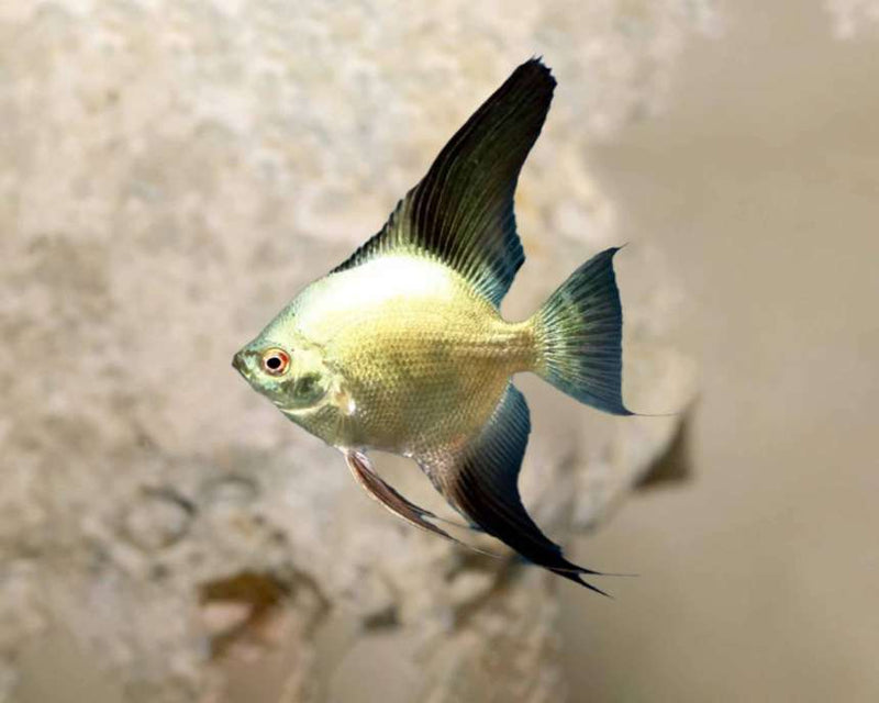 Bulgarian Seal Points Angelfish | Pterophyllum Scalare 4-5cm