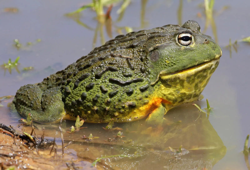 Bull Frog