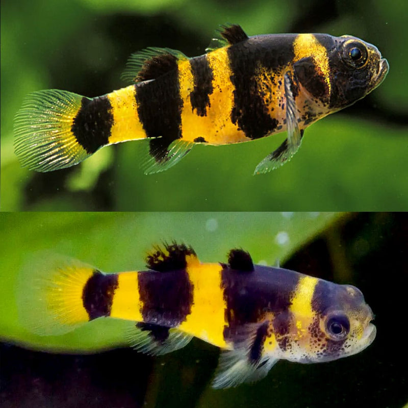 Bumblebee Goby | Brachygobius Xanthozona 2-2.5cm