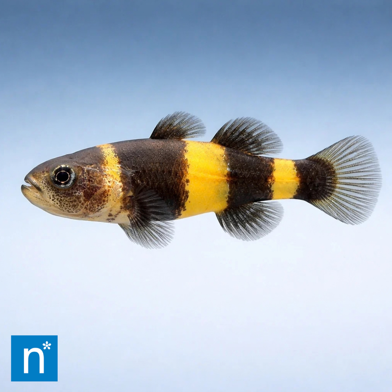 Bumblebee Goby | Brachygobius sp.