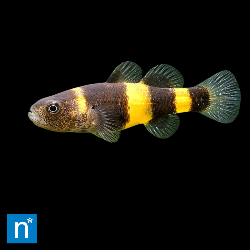 Bumblebee Goby | Brachygobius sp.