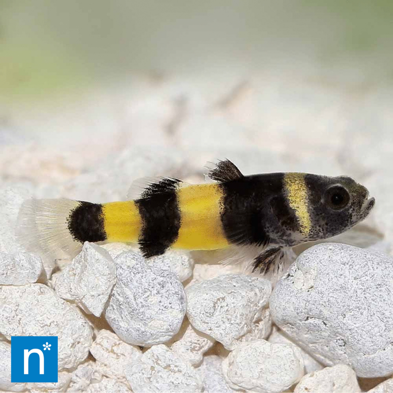 Bumblebee Goby | Brachygobius sp.
