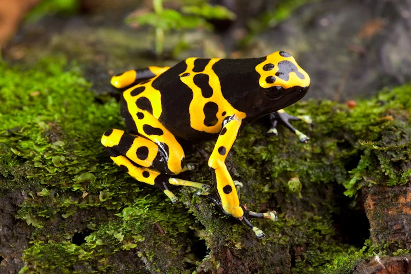 Bumblebee Dart Frog