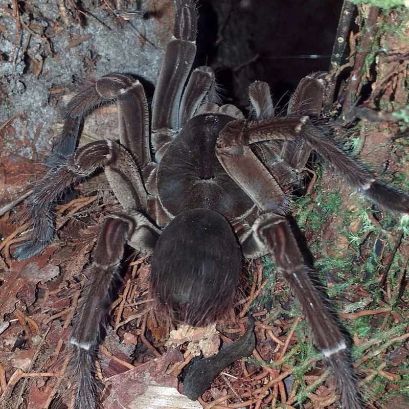 Burgundy Goliath Birdeater | Theraphosa stirmi (Medium)