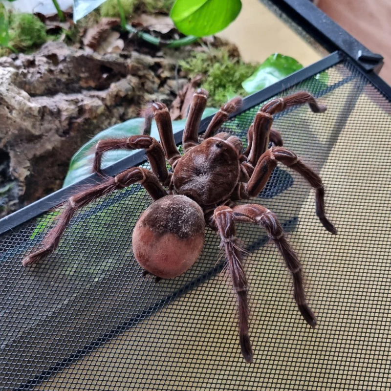 Burgundy Goliath Birdeater | Theraphosa stirmi (Medium)
