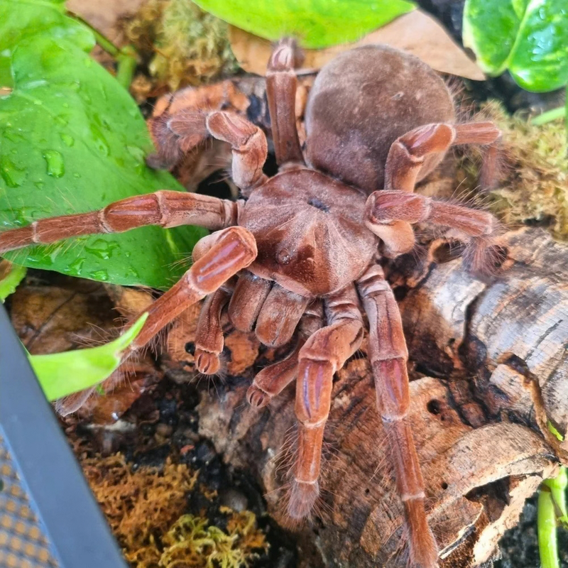 Burgundy Goliath Birdeater | Theraphosa stirmi (Medium)