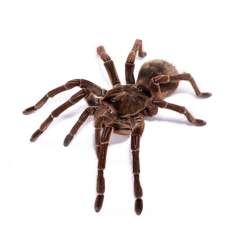 Burgundy Goliath Birdeater | Theraphosa stirmi (Medium)