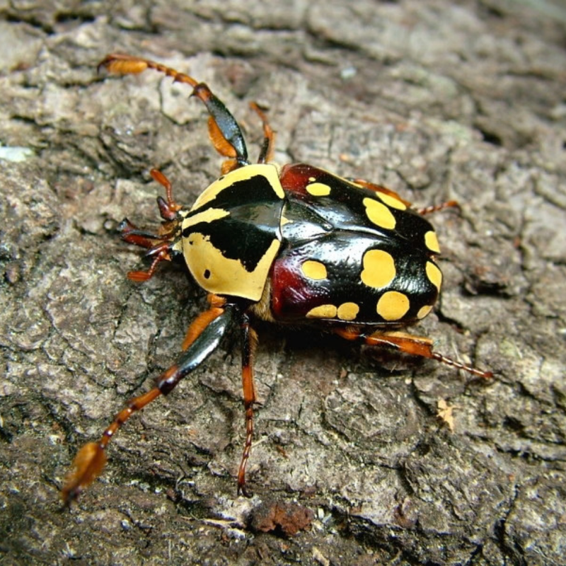 Burke's Flower Beetle Larvae (2) | Cheirolasia burkei