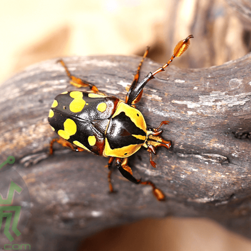 Burke's Flower Beetle Larvae (2) | Cheirolasia burkei