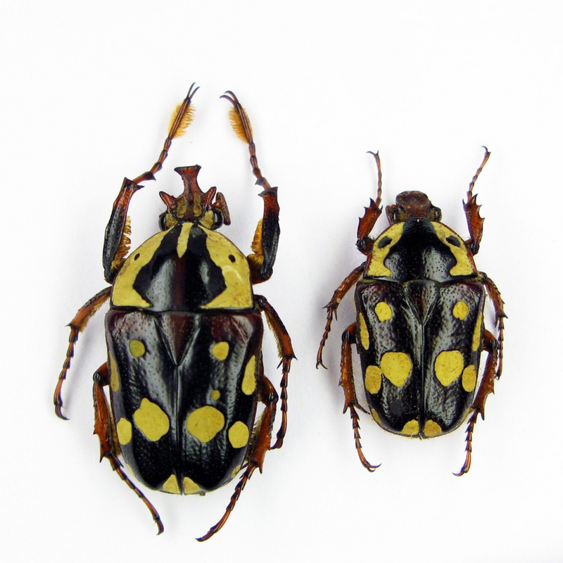 Burke's Flower Beetle Larvae (2) | Cheirolasia burkei