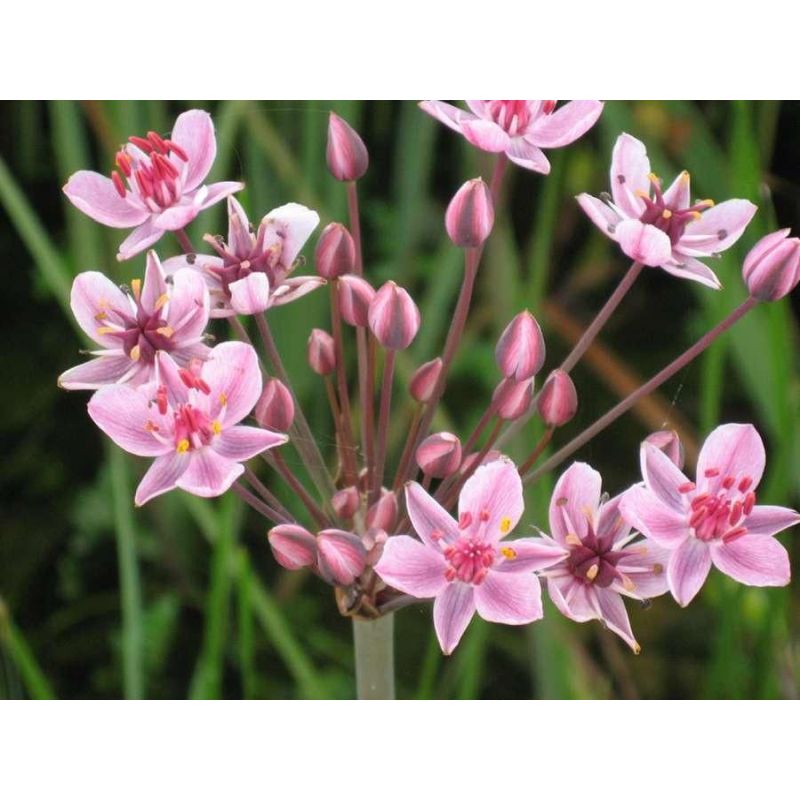 Butomus umbellatus P9