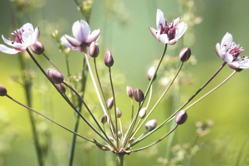 Butomus umbellatus 'Schneeweisschen' | White Flowering Rush P9