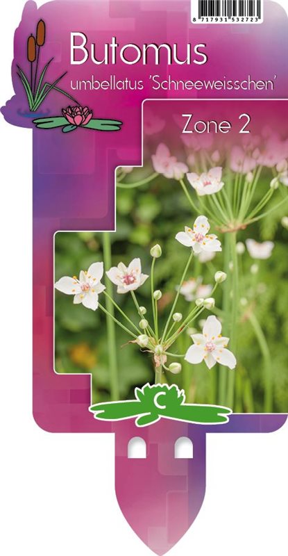 Butomus umbellatus 'Schneeweisschen' | White Flowering Rush P9
