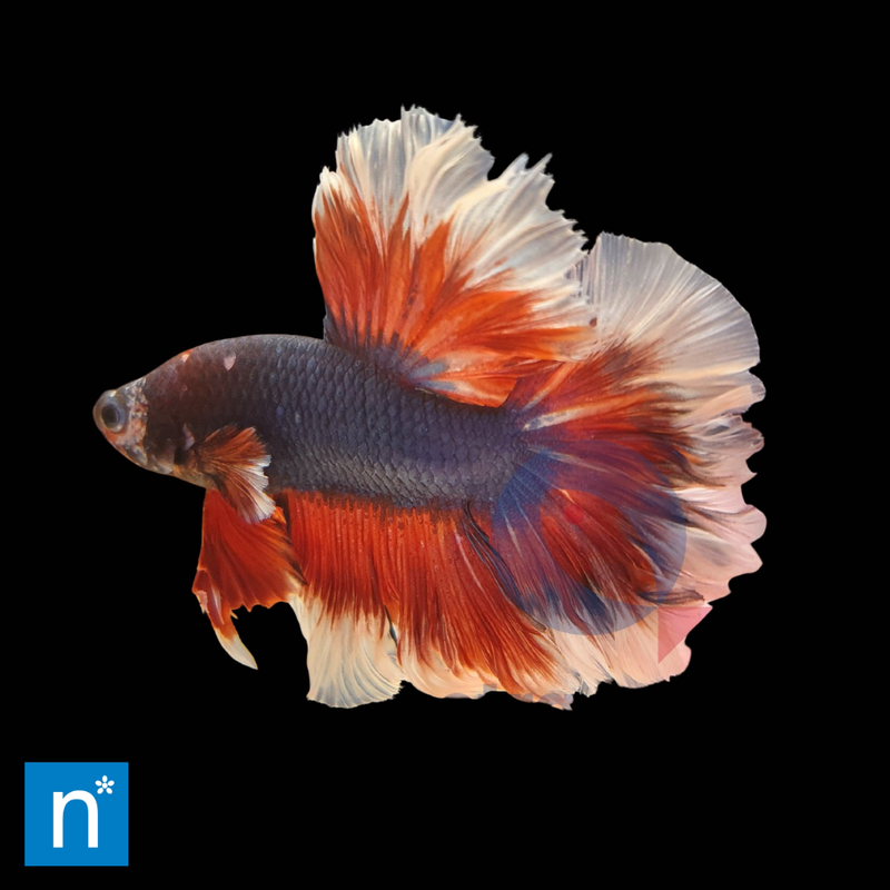 Butterfly Halfmoon Siamese Fighter Male | Betta splendens (L)