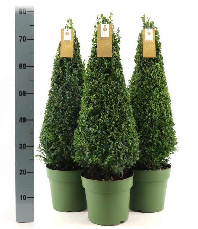 Buxus Sempervirens Pyramid Shape Topiary 50-60cm Tall - 4 Litre