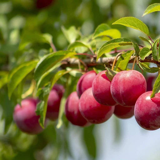 Plum 'Victoria' 2 year Bush