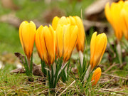 Crocus 'Dorothy'