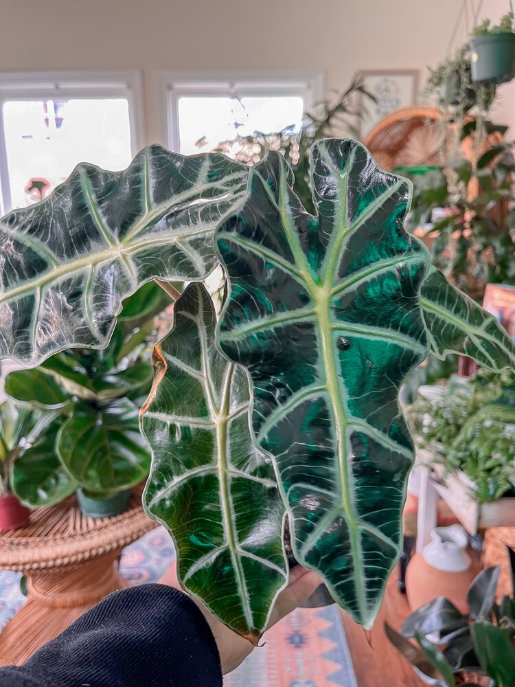 Alocasia Polly | African Mask Plant
