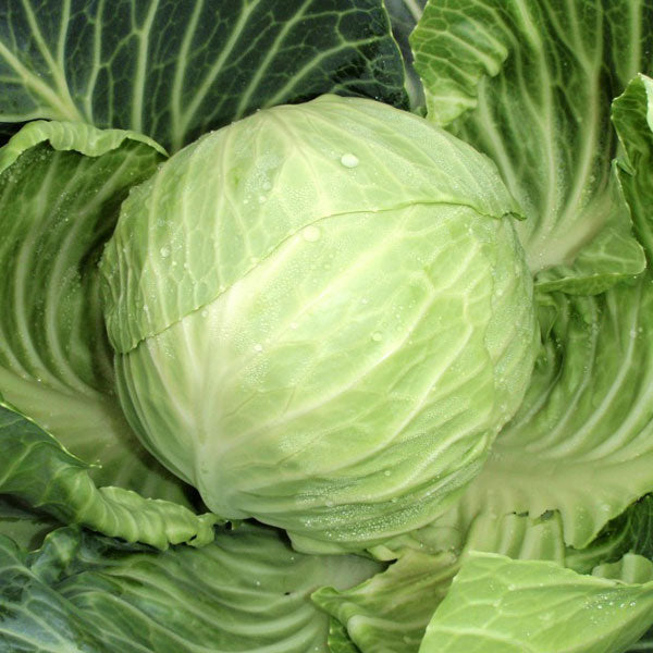 Cabbage 'Gilson' F1 Hybrid (Autumn)