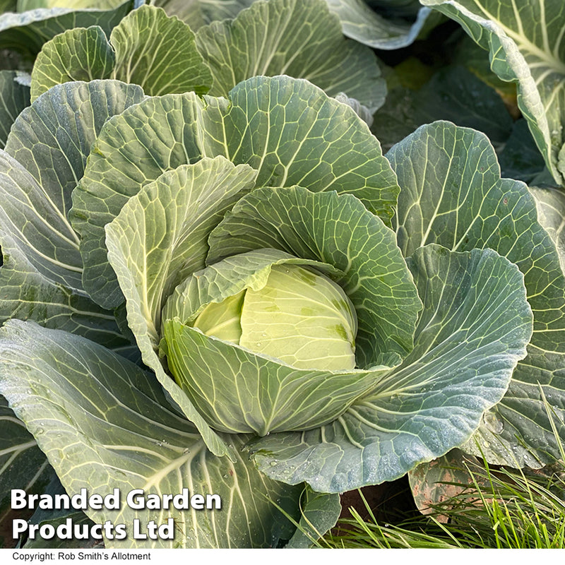 Optima Cabbage Cabbage 'Green Rich' F1 (Summer/Autumn) — Newlands Garden Centre