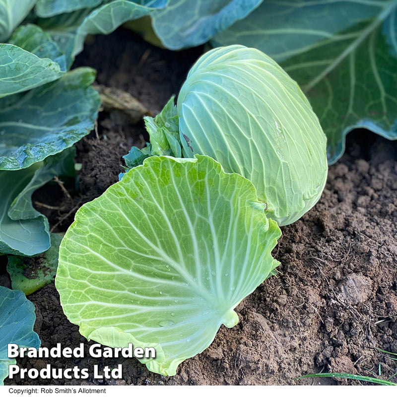 Cabbage 'Green Rich' F1 (Summer/Autumn)