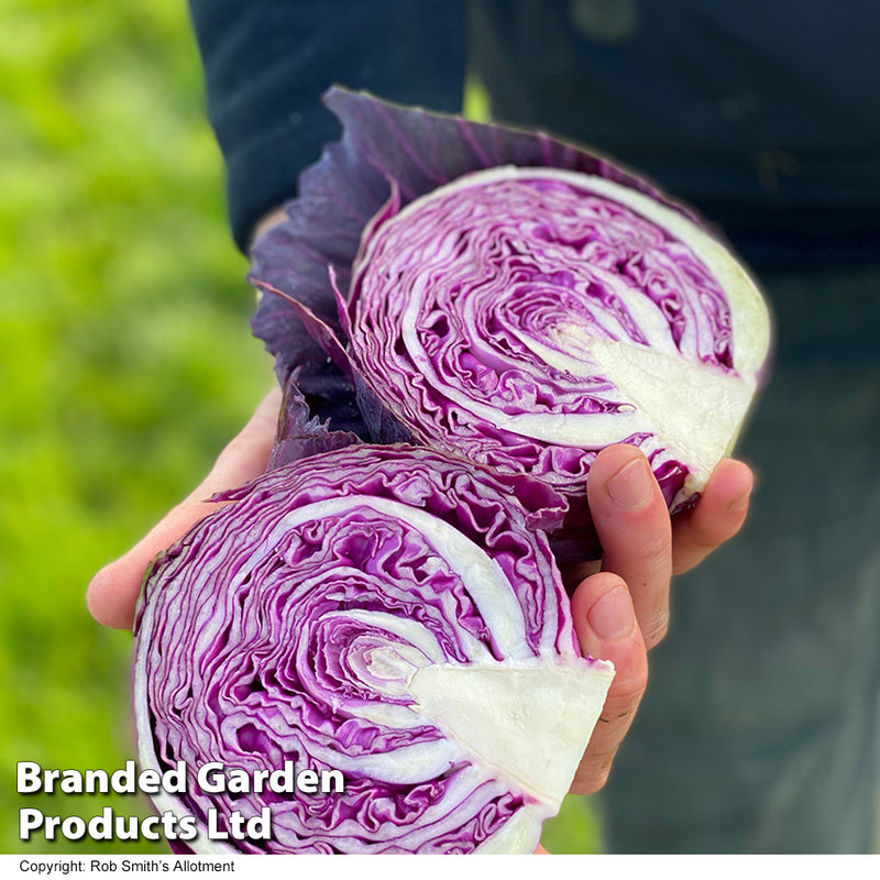 Cabbage 'Pretino' F1