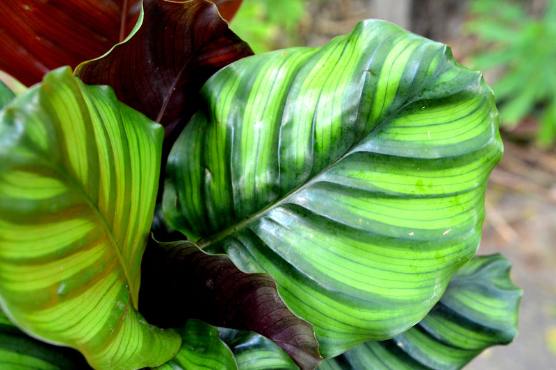 Calathea Fasciata (P14)