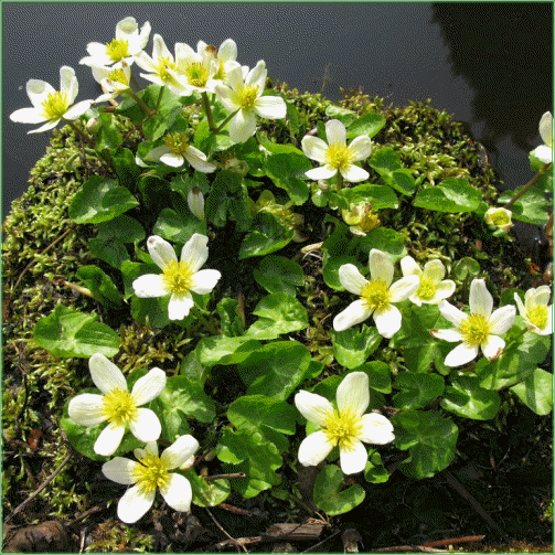 White Marsh Marigold | Caltha Palustris (P9)