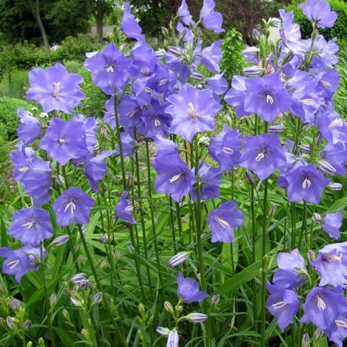 Campanula pers. Coerulea
