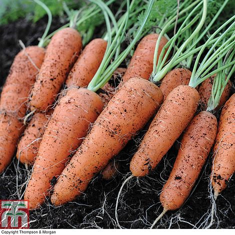Carrot Norfolk