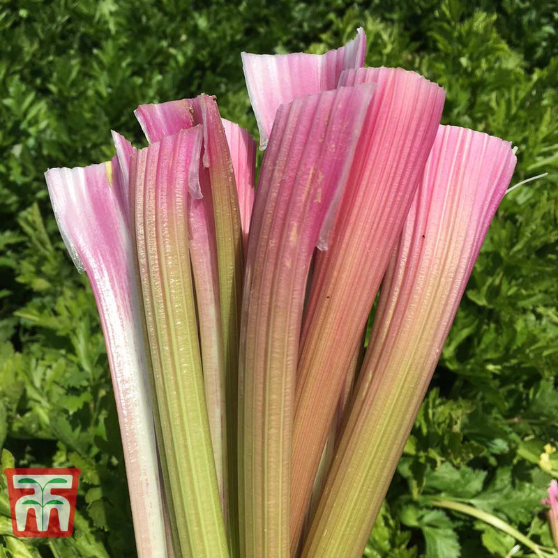 Celery 'Blush' (Self blanching)