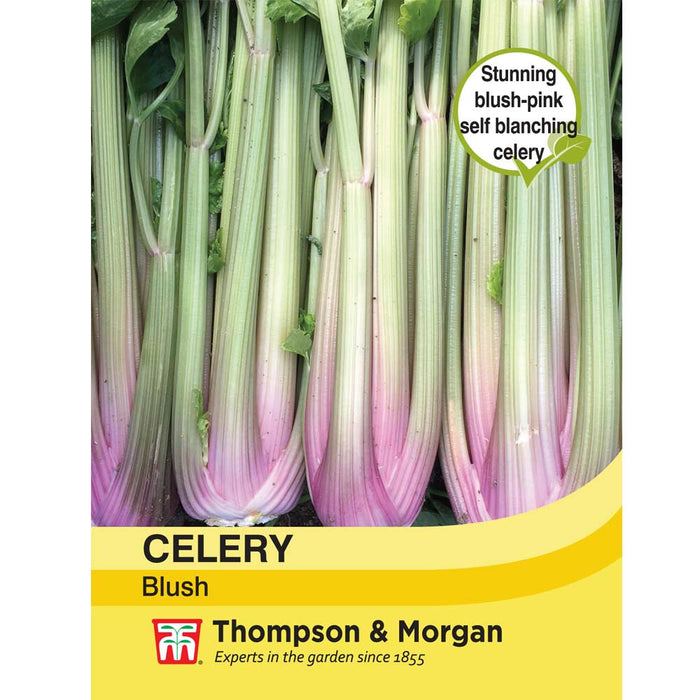 Celery 'Blush' (Self blanching)
