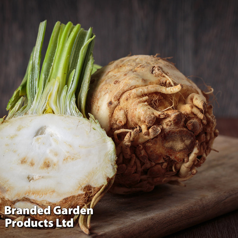Celeriac 'Monarch'