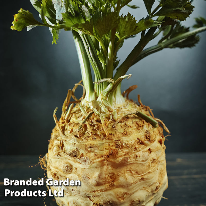 Celeriac 'Monarch'