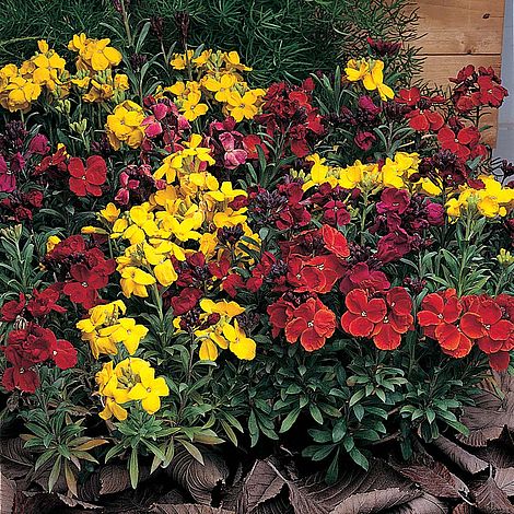 Wallflower 'Tom Thumb Mixed'