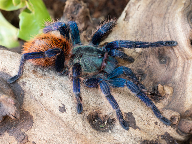 Greenbottle Blue Tarantulas | Chromatopelma Cyaneopubescens
