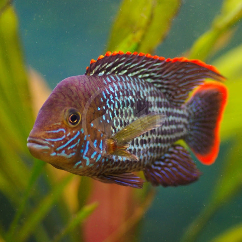 Green Terror Cichlid (M)