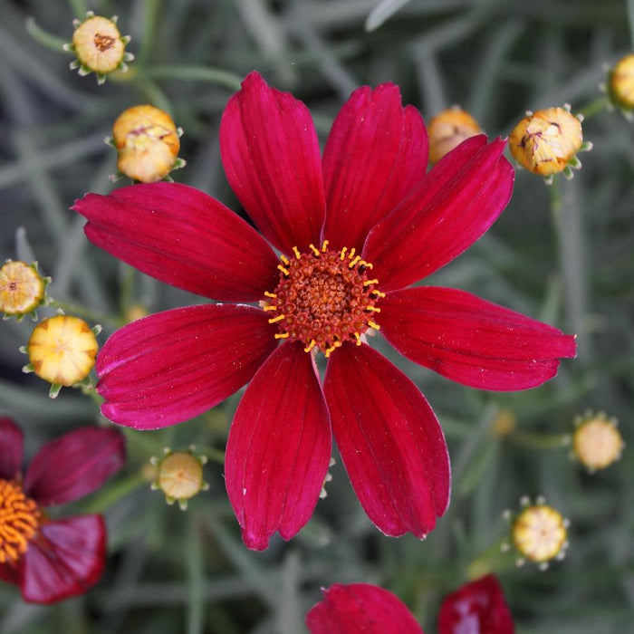Coreopsis 'Red Satin' (2 Litre)