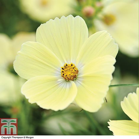 Cosmos 'Lemonade'