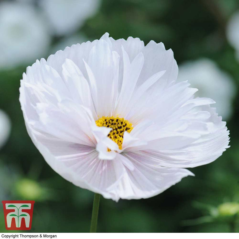 Cosmos 'Cupcakes' Mix