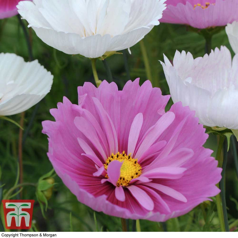 Cosmos 'Cupcakes' Mix
