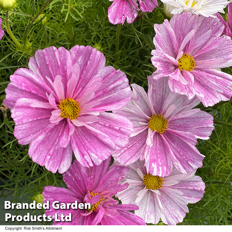 Cosmos 'Pink Mosaic'