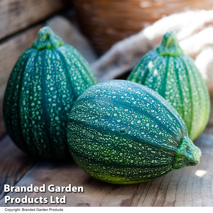 Courgette 'Boldenice' F1 Hybrid
