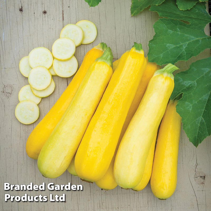Courgette 'Lingodor' F1 Hybrid