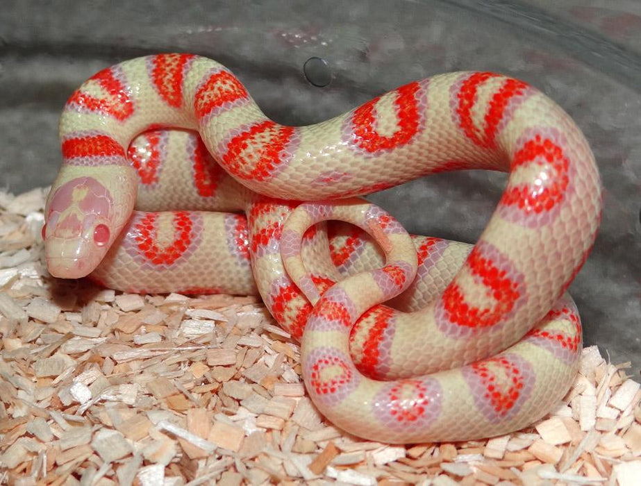 Albino Pueblan x Nelson Milk Snake