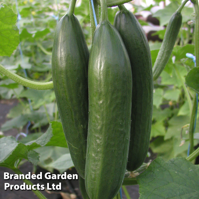 Cucumber 'Emilie' F1 Hybrid