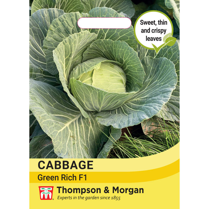 Cabbage 'Green Rich' F1 (Summer/Autumn)