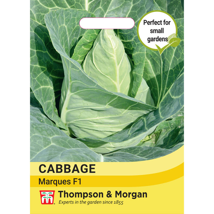 Cabbage 'Marquess' F1 Hybrid (Autumn Sweetheart Type)